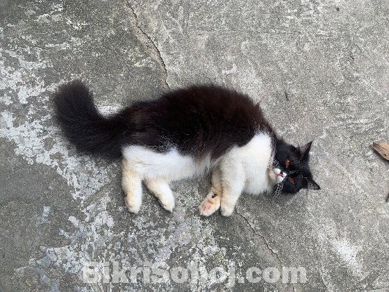 Parsiyan Cat Female